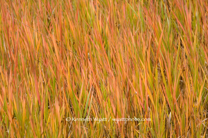 fall color, fall, grass, Colorado, Cottonwood Canyon, abstra photo